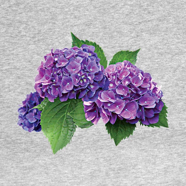 Hydrangeas - Purple Hydrangea by SusanSavad